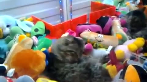 Cat with plush toys