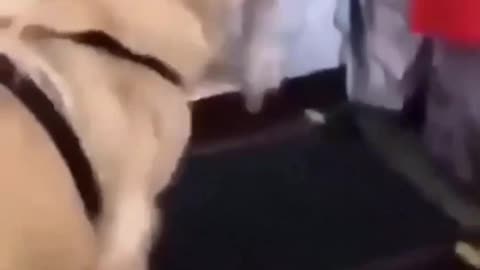 cutest dog video ever