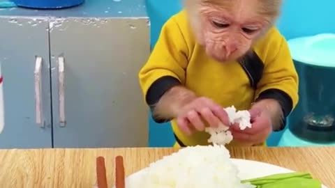 Monkey meal time #monkey #meal #delicious #cutemonkey