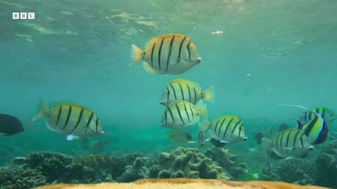 Have You Ever Heard of a Fish Bank Our Planet Earth BBC Earth