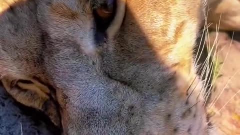 Suntanning lion teeth! WOW