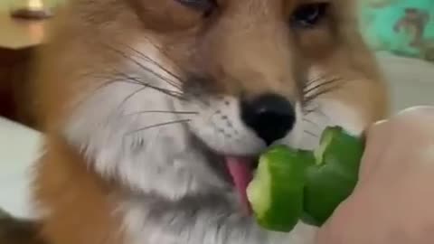 Adorable Fox having some cucumber 😊