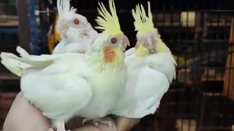 The Three Extremely Beautiful and Enchanting White Cockatiels