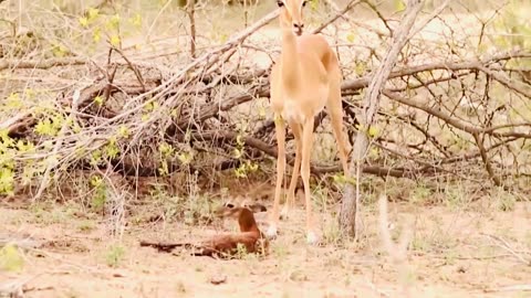 Super Power Of Mother! Wildebeest Rescue Newborn From Cheetah Hunting