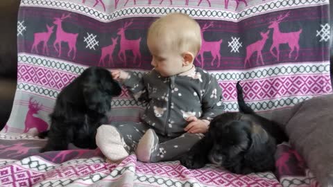 Adorable Baby Couch Time With Cocker Puppies