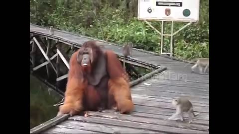Never Steal a Banana from a Orangutan's Mouth...