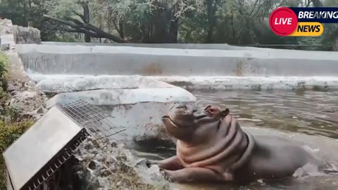 Heroic Security Guard Saves Zoo Visitors from Charging Hippo