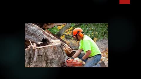 Best Arborist in Te Puke