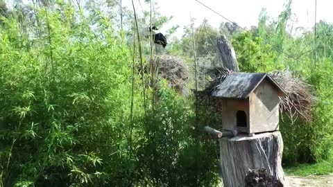 tower and birds time lapse