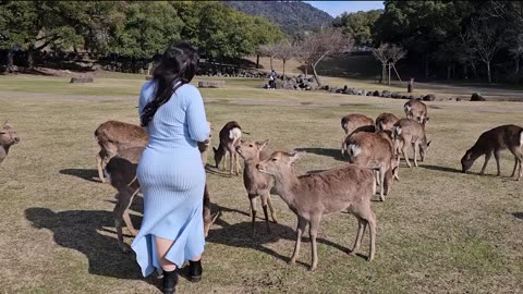 Nara Deer Park Japan Walk | ‎@mozanabeauty1 ‎@mozanatravel #japantravel #japaneseculture