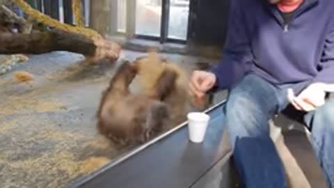 Monkey sees A Magic tricks