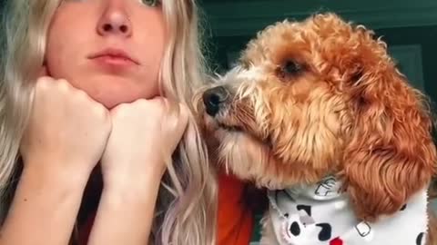 Funny Dogs of TikTok Compilation ~ Doggos Doing Funny Things TIK TOK ~ 2020