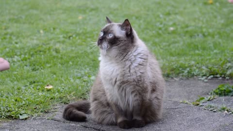 Cat British Shorthair Chocolate point Enjoy Quiet