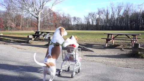 Dogs" Epic Shopping cart funny video