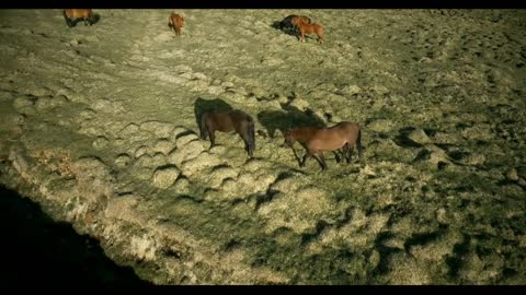 Aerial view of the horses walking on the lava field in Iceland