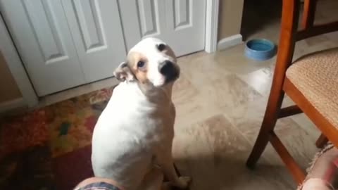 Hungry Dog...he went some food ...#Shorts viral Dog 🐕🐕 video