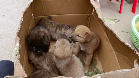 Puppies in a box