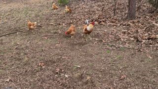 Rooster watching over hens