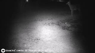 Backyard Trail Cams - Deer and Rabbit