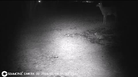 Backyard Trail Cams - Deer and Rabbit