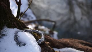 Exploring Norse Paganism: The Significance of Oath Rings