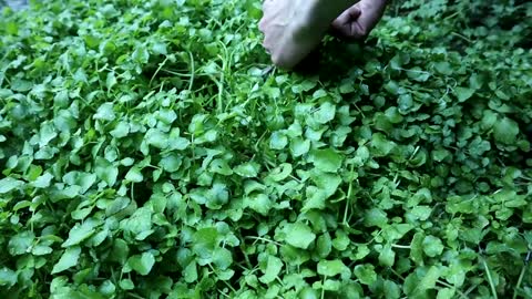 Fish and Forage in Silence ASMR