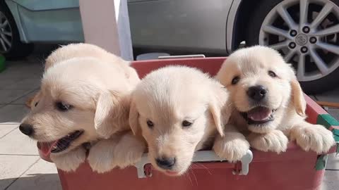 cutii dogs