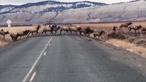 Elk in flatland Alberta