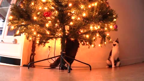 Hidden camera shows cats attacking Christmas tree
