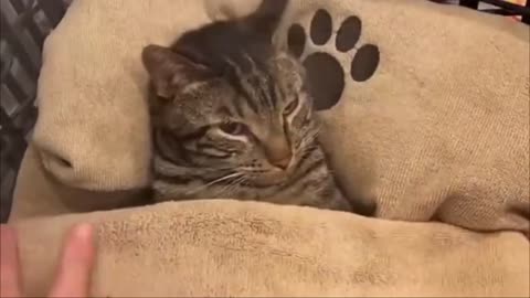 Little cute kittens and cats. Part 8. Funny cat video