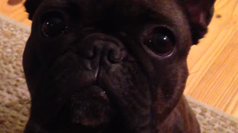 French Bulldog argues for attention