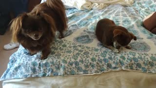Chihuahua Playtime with Simba & Coco part 2