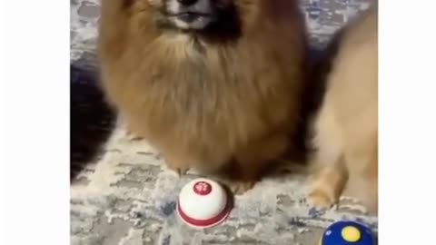 Adorable Pooch Rings Bell for Food!