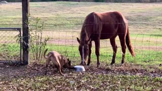 Belgian Malinois dog slides toy over to fence so his friend the colt can play