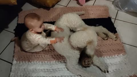 Baby Ophelia and Muffins the Poodle