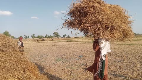 How to do wheat 🌾 crop