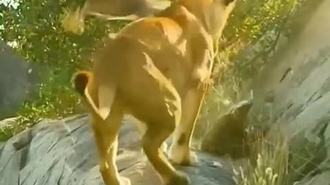 Owl attack lioness
