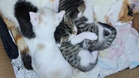 A mother cat is nursing her kittens