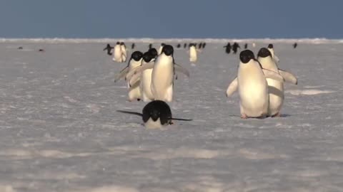 Let's go home. Adélie penguins waddling or tobogganing on the sea ice.