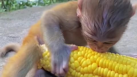 the corn is bigger than baby