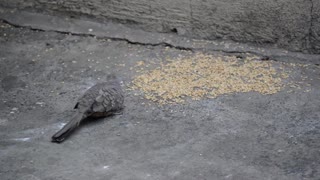 Lost Bird eating some barley thrown away