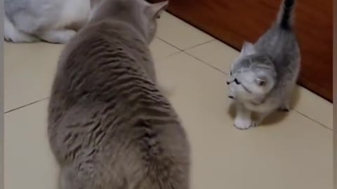 Cat is Funny and interest video