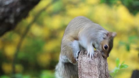 Squirrel checking out