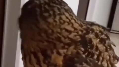 A very curious bird