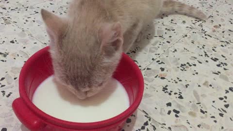 My cat drinks milk