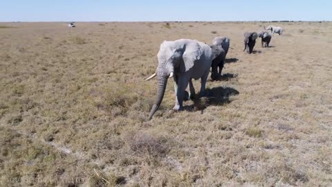 African Safari Relax 4K - Scenic Wildlife Film With African Music