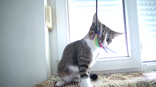Adorable Kitten Grabs Toy Like a Dog
