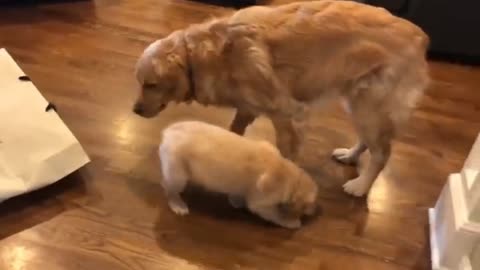 Excited Golden Retriever Meets His New Puppy Sister