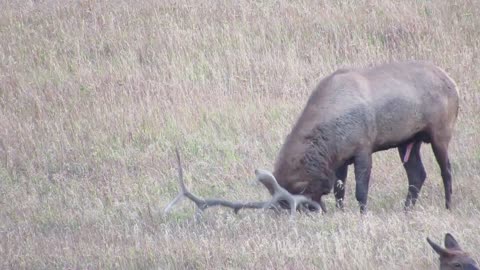 Bull Elk peeing on himself