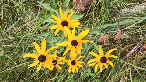 Black-eyed Susans